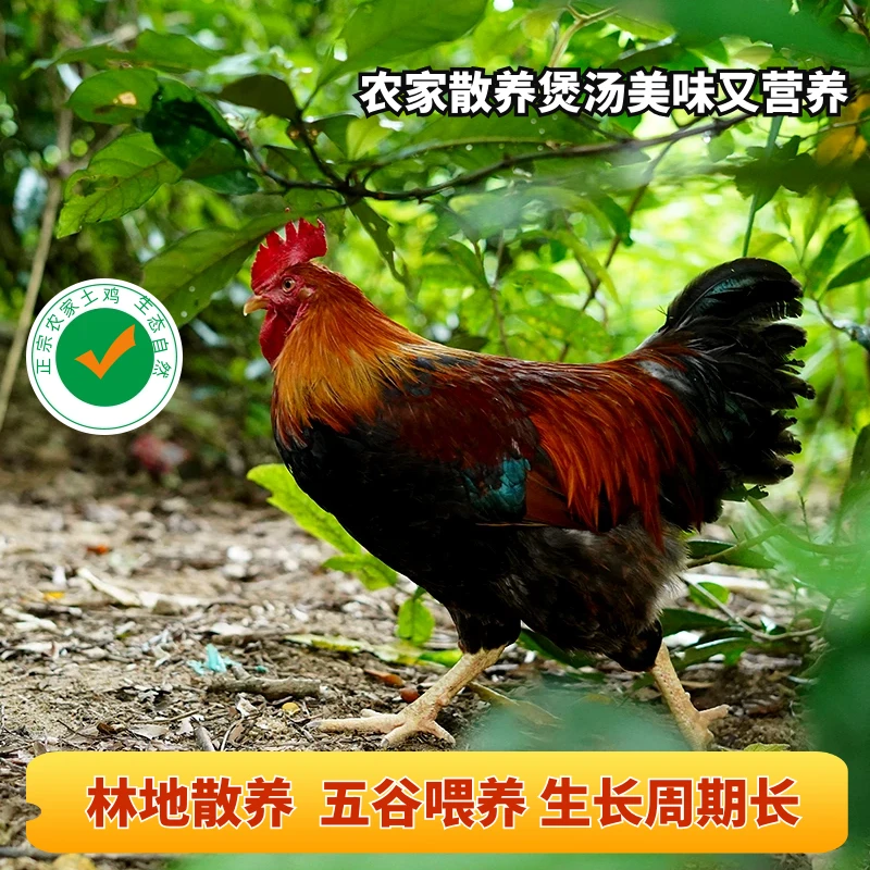 农家散养鸡山地林地散养公鸡五谷喂养生长周期长生鲜整鸡