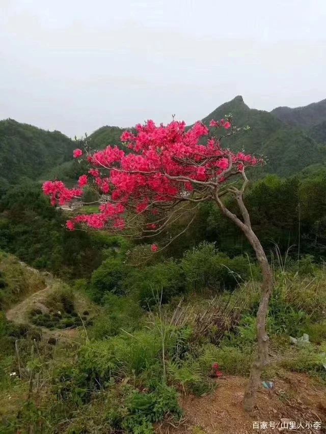 原生映山红地栽盆栽