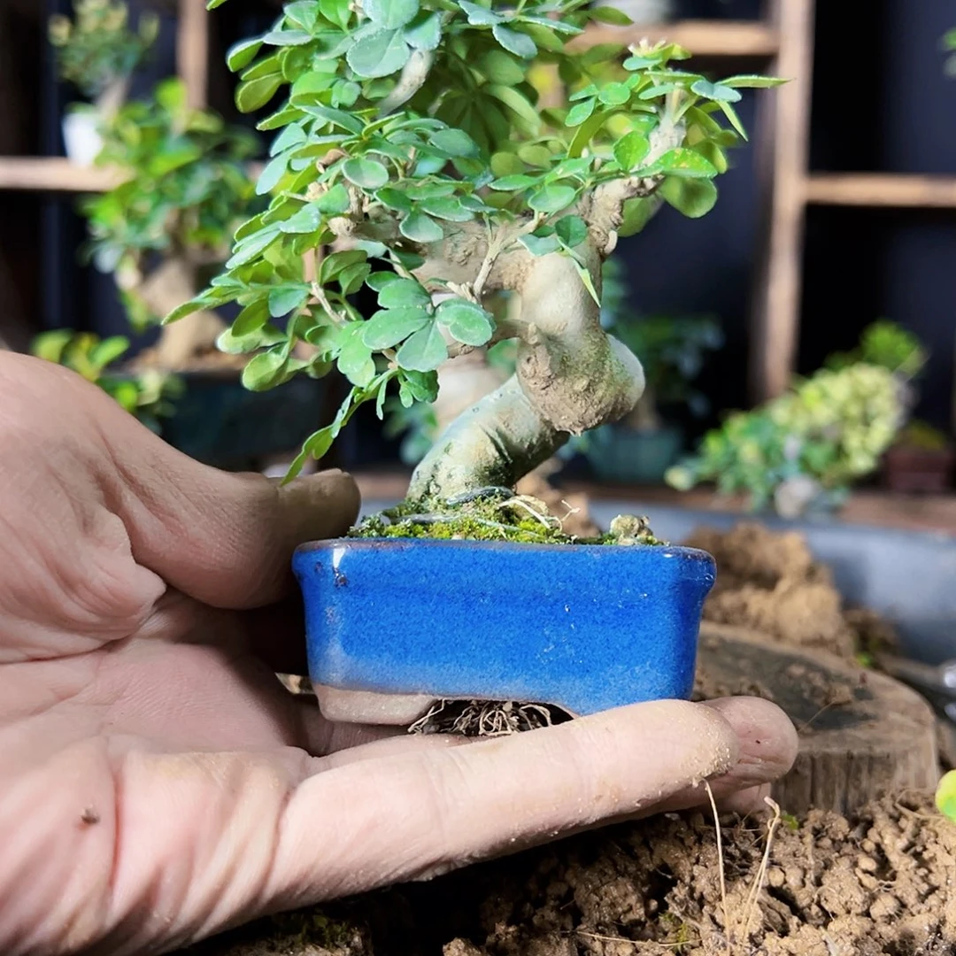 盆景1盆景1111111111111