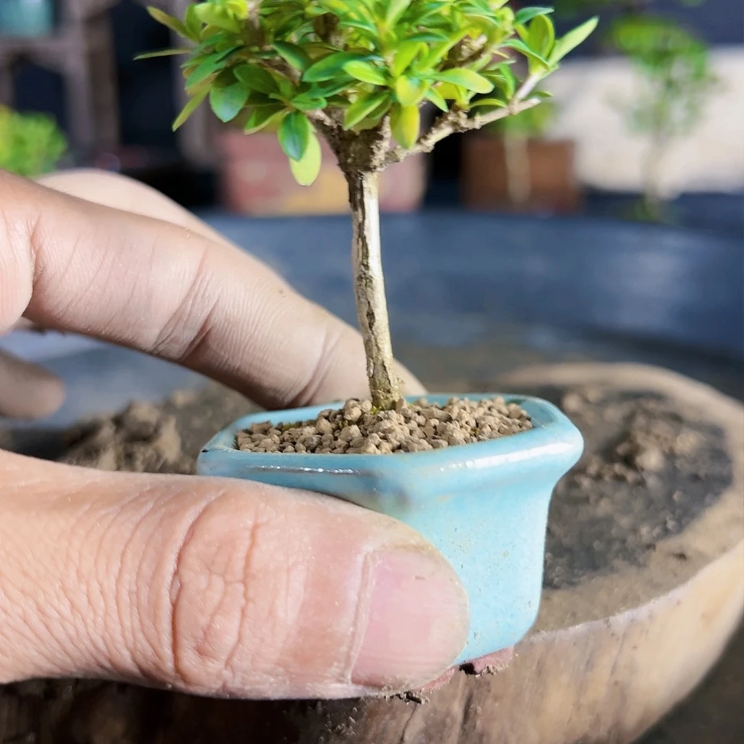 盆景1111111111盆景1111