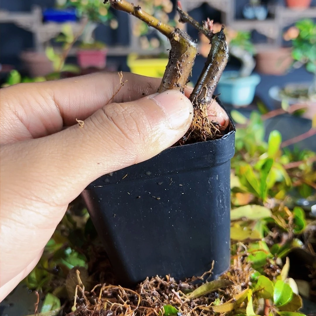 盆景11111盆景1111111