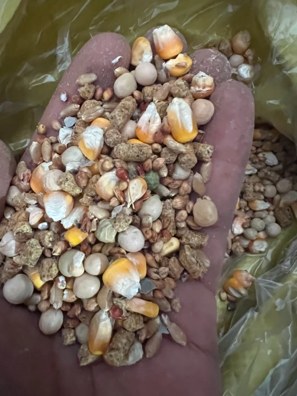 大李子专用鸽粮5斤装