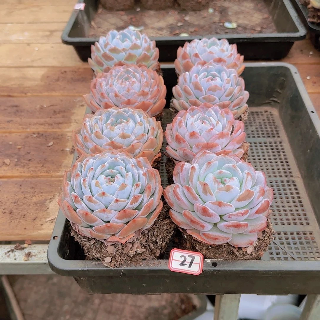 单头梦露边组合编号27号