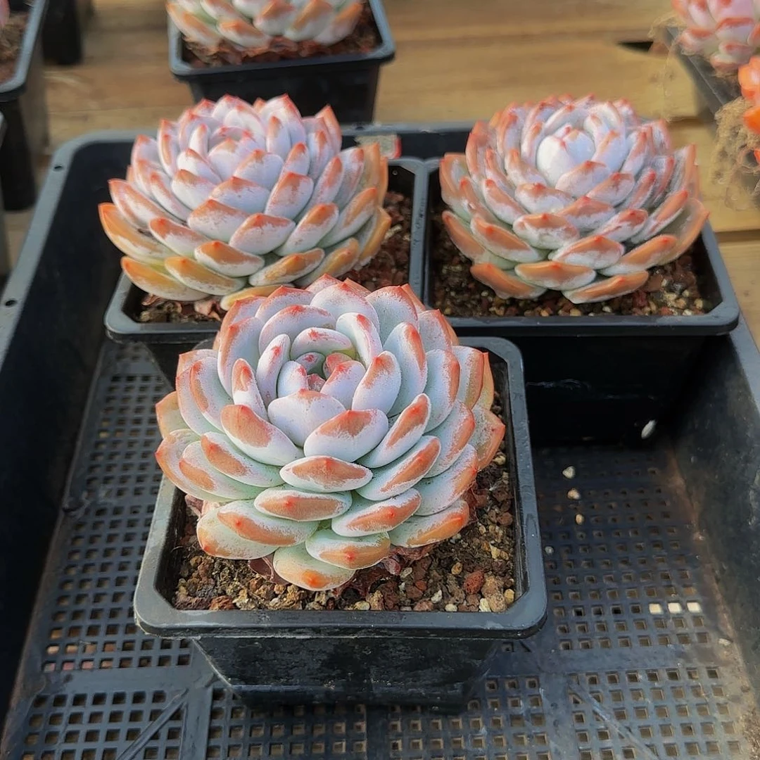 小*肝组合套餐编号131号