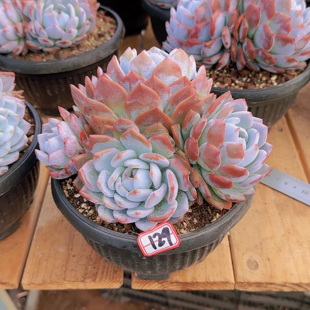 四个头的梦露群编号129号