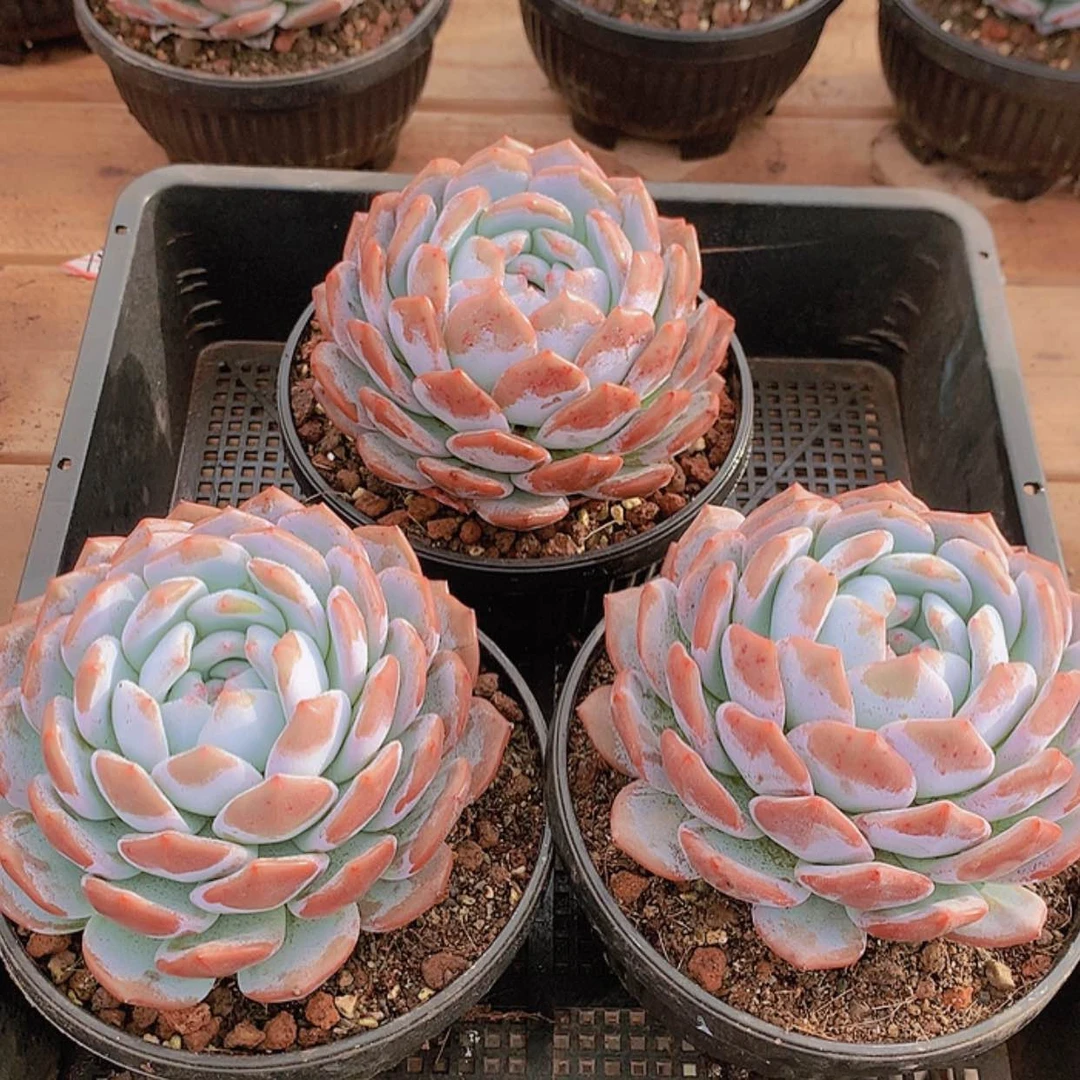 【闪购商品】000113