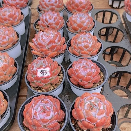 10个单头学天使93号，