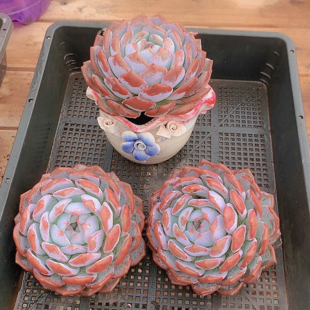 【闪购商品】000086