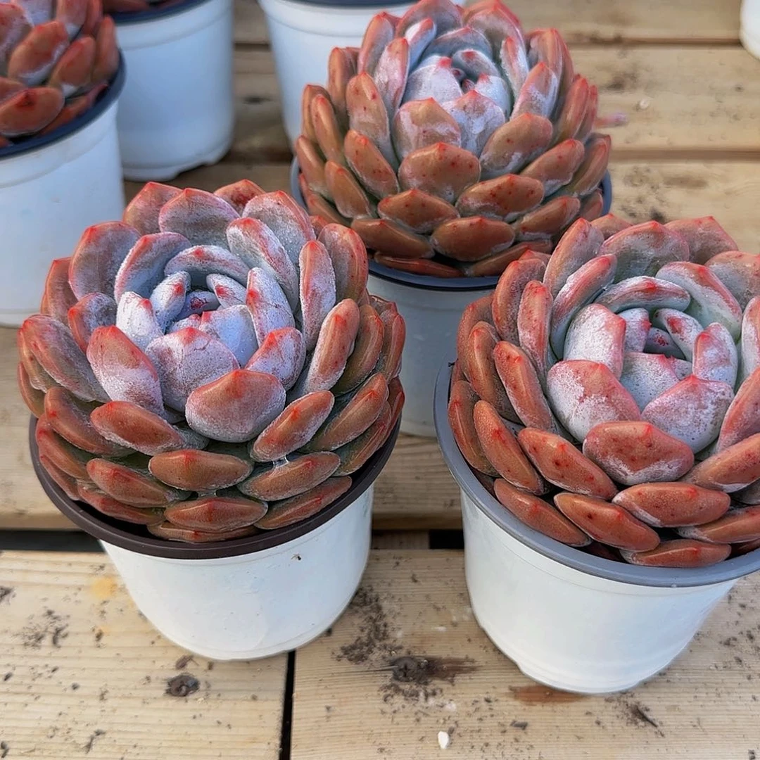 差价带棚带土发货编号129号