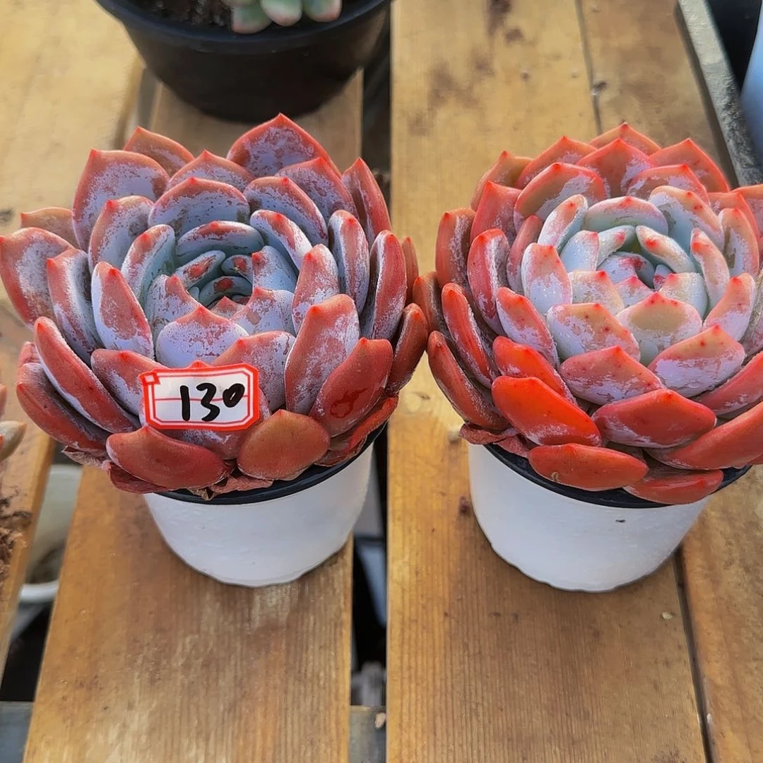 戴鹏带土编号130号