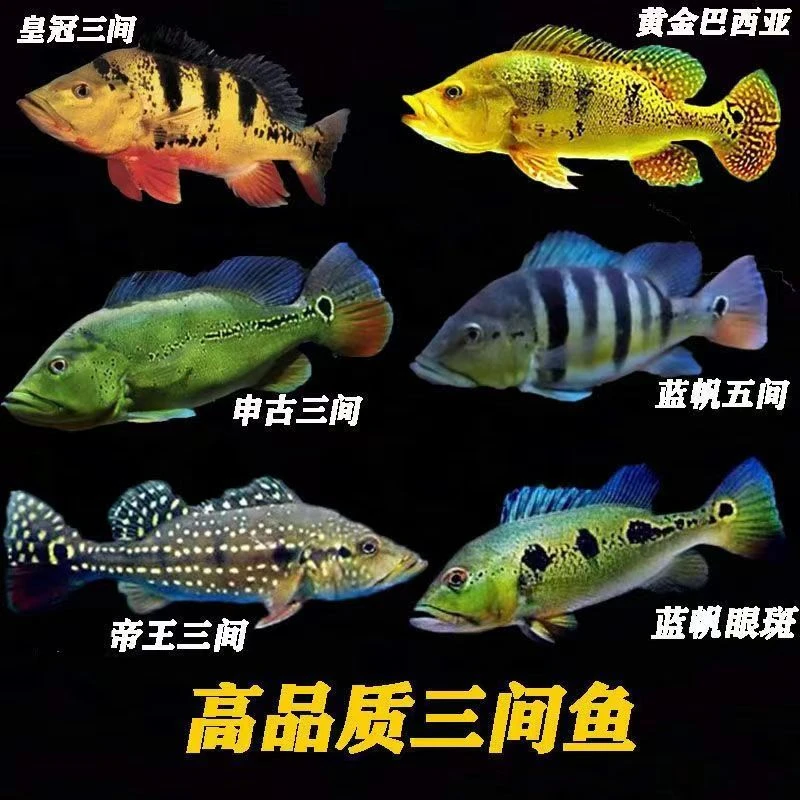 黄金巴西亚鱼金老虎皇冠鱼帝王三间鱼蓝帆眼斑申古三间大型凶猛鱼
