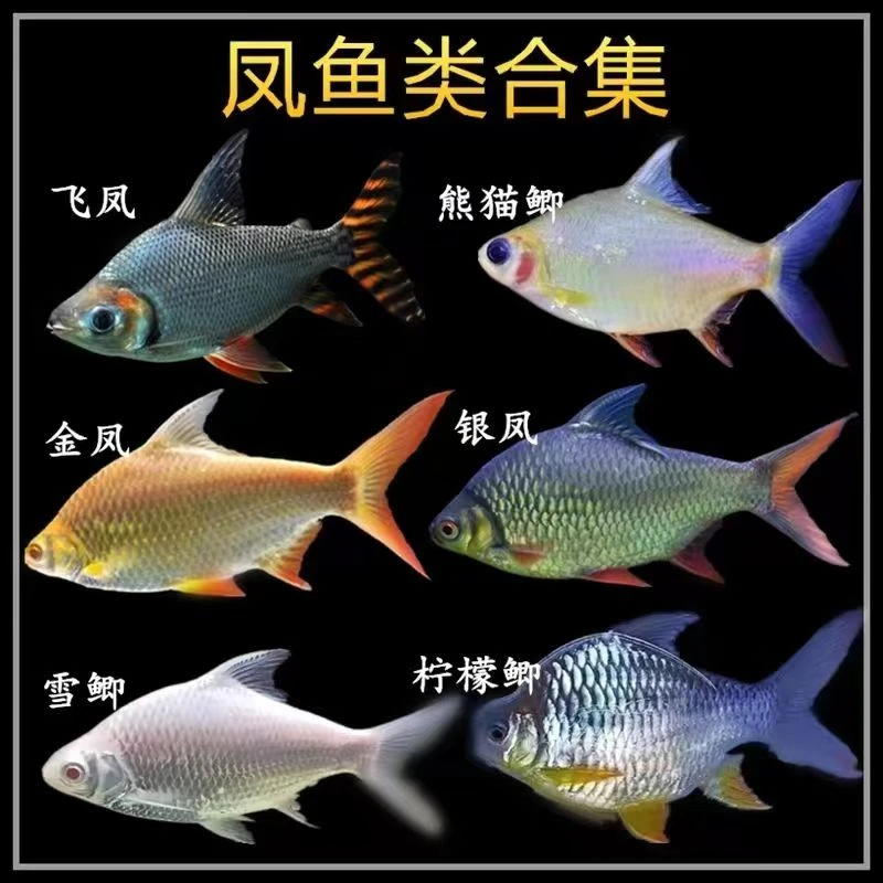 金凤鱼银凤鱼飞凤鱼双线鱼直纹泰国鲫双线测元宝鲫清缸鱼龙鱼配鱼