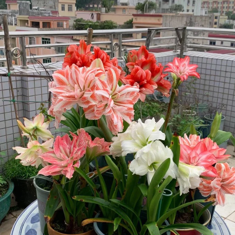 混色朱顶红带花苞发货