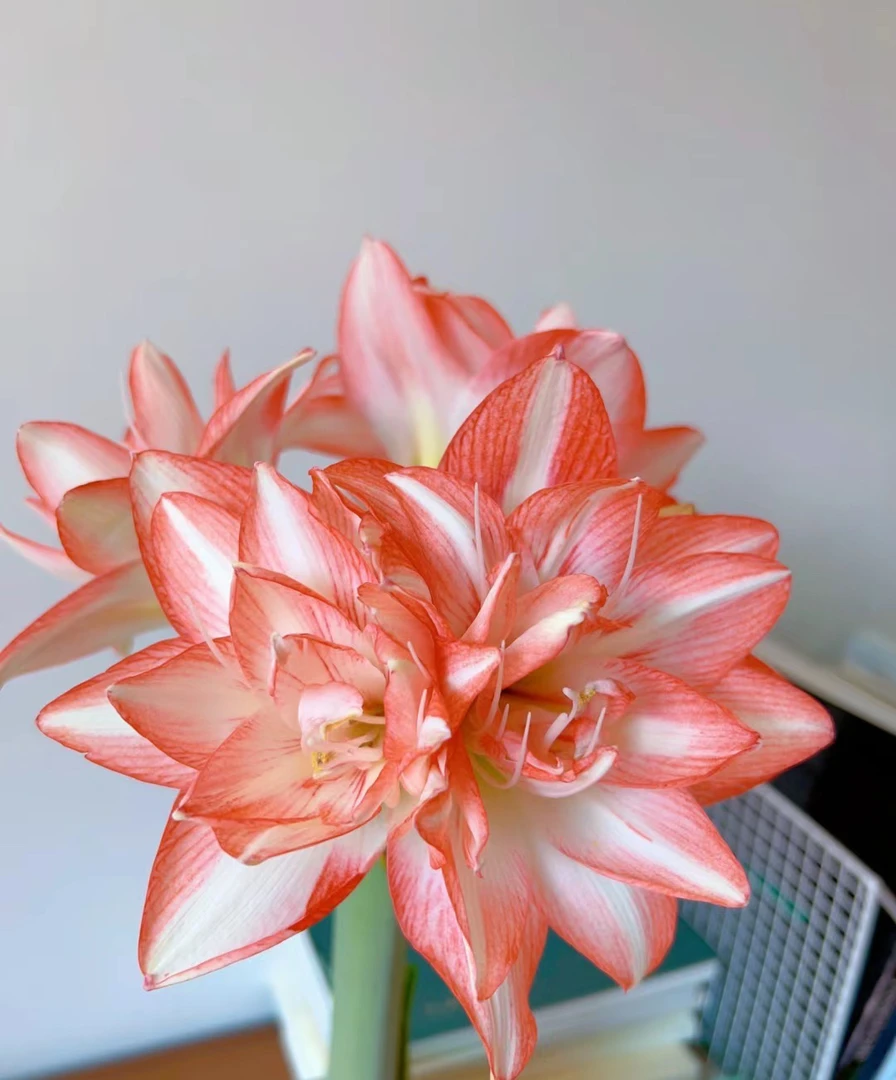 朱顶红种球花孔雀重瓣多年生球根花卉