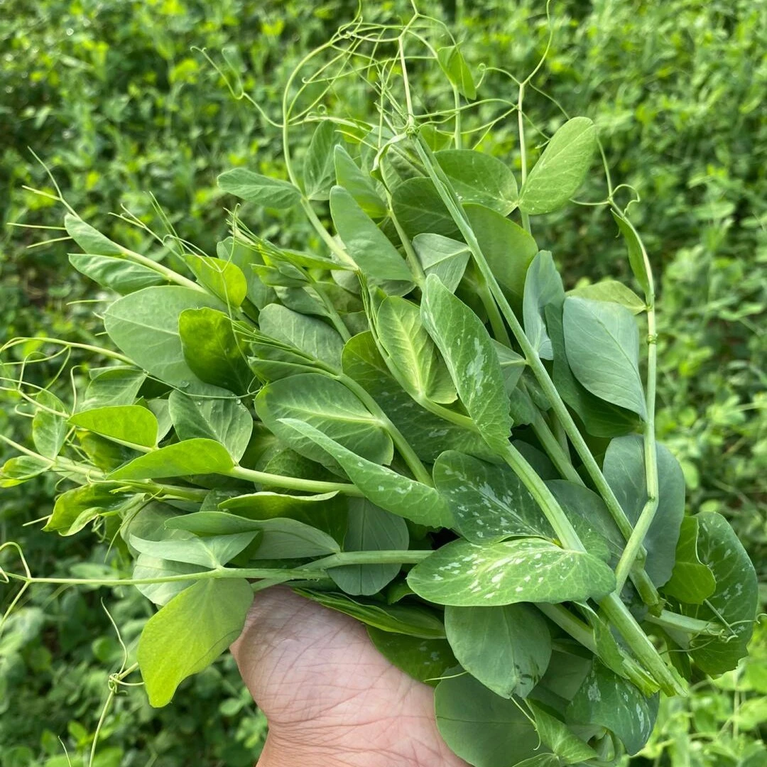 连州特色豌豆尖新鲜蔬菜嫩芽现摘烫火锅做汤顺丰包邮