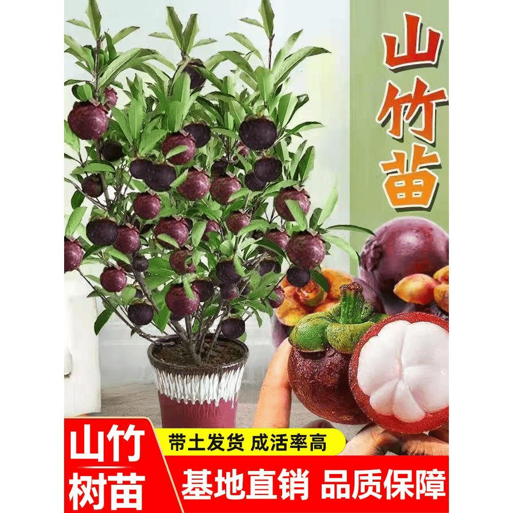 泰国无籽山竹果树果苗山竹树苗南方北方种植四季盆栽地栽当年结果