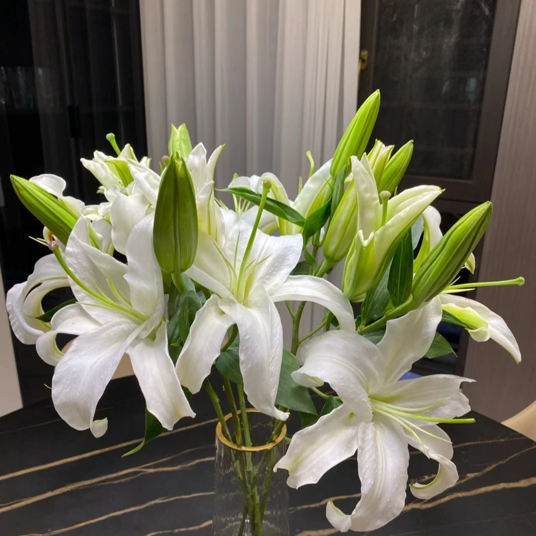 白色双头香水百合花期长鲜花百合送花上门养护