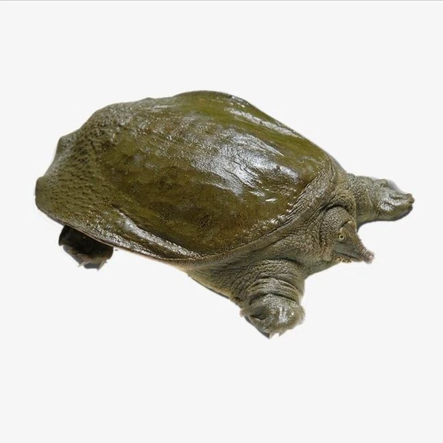 阿野甲鱼1.5斤的3只，乌鸡一只，带料包，四步去腥，冷冻发货处理