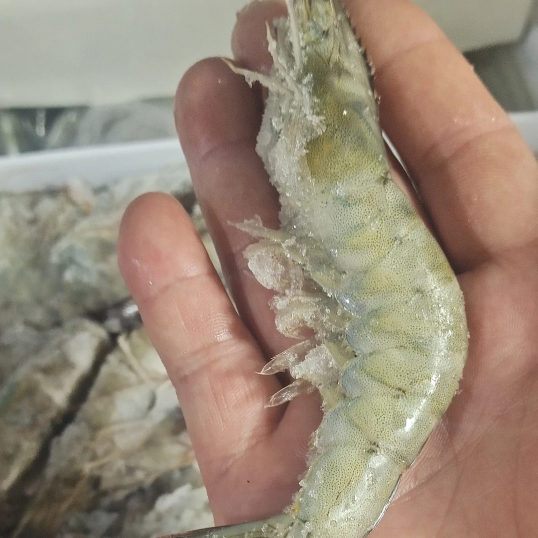 海水大虾（20-30）规格沈阳海产