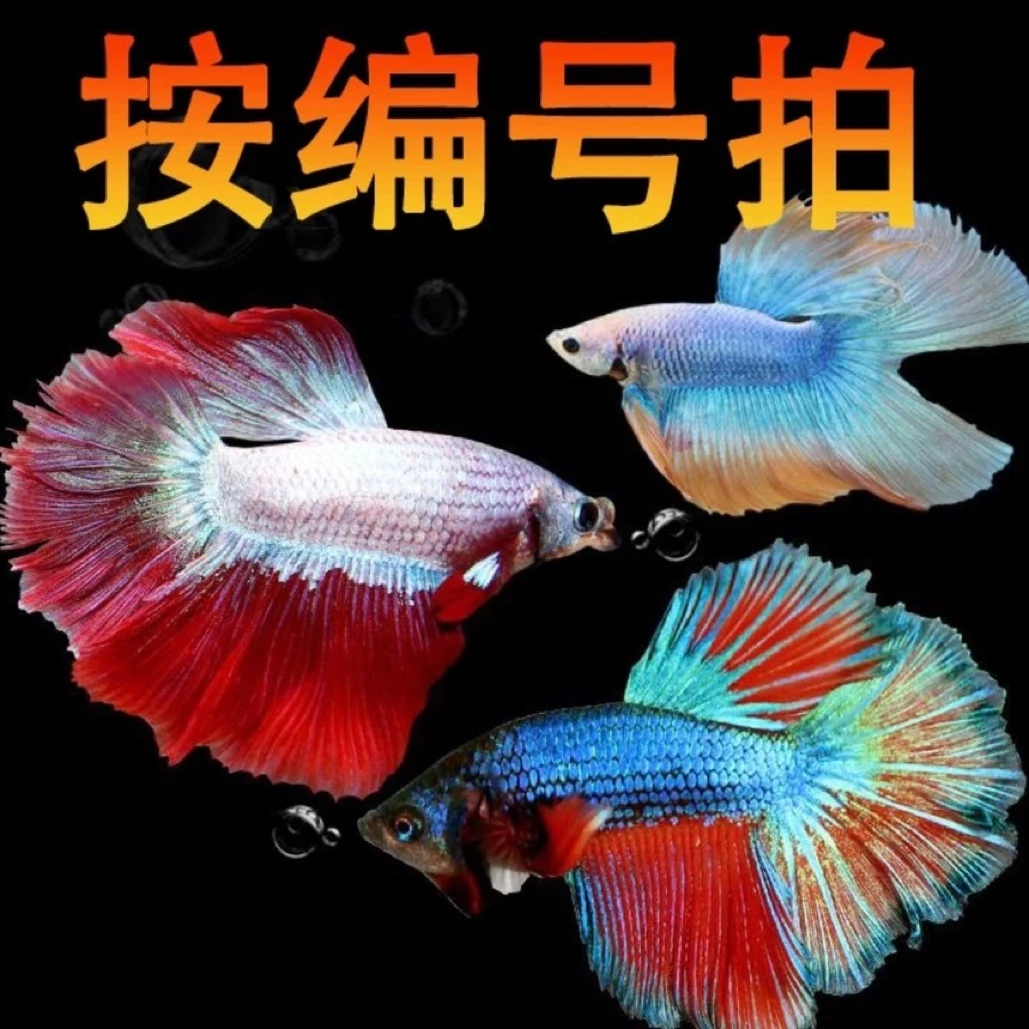 2版  148-195号活体观赏鱼