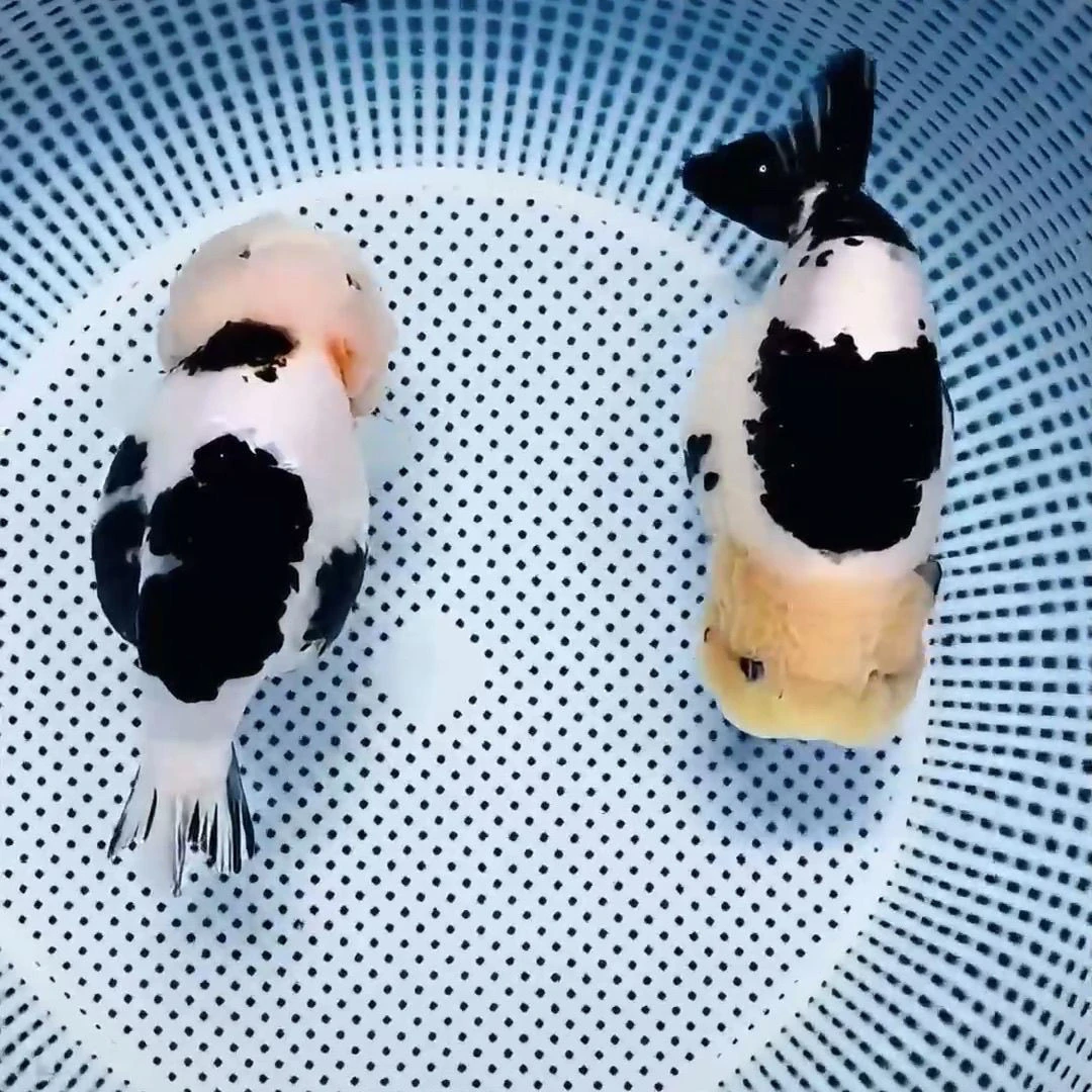 兰寿观赏鱼直播各品种饲料专拍