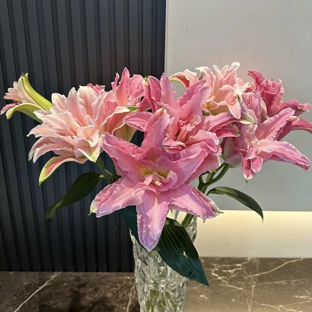【藩篱匠人/红蜜糖】重瓣香水百合 办公居家装饰水养家养鲜切花