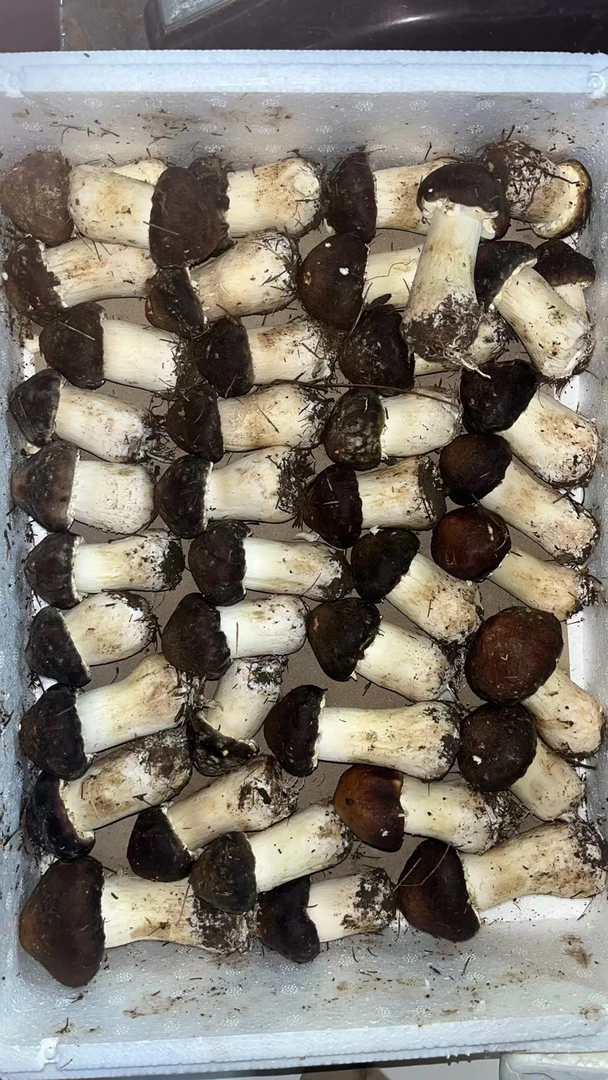 长白山精品小松茸约200g±10g/盒(鲜松茸根部会长白色菌丝属正常,超12小时不售后))