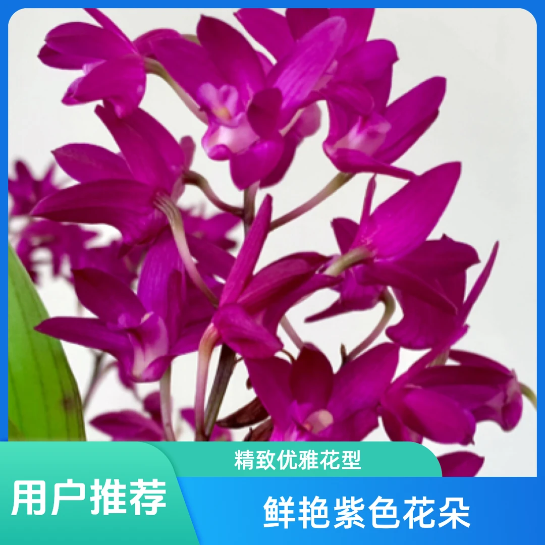 《澳洲香水》石斛兰蕙兰文心兰盆栽花卉绿植兰花土盆景