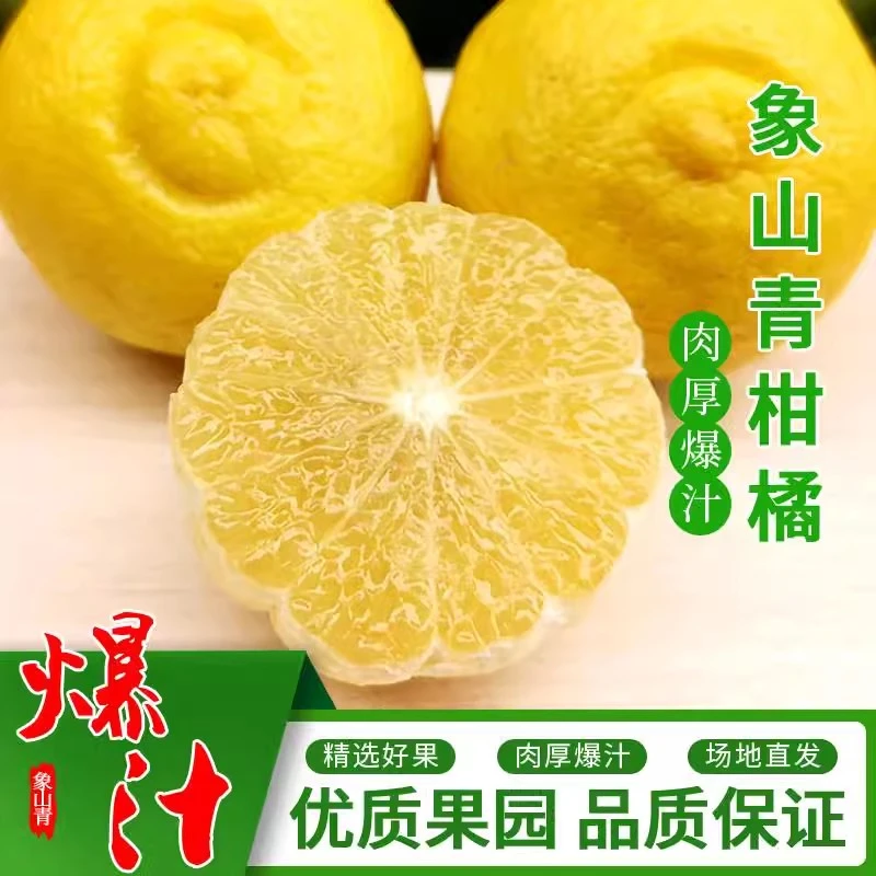 正宗象山青柑橘日本春香黄桔子香甜多汁好吃不上火产地直发甜桔柚