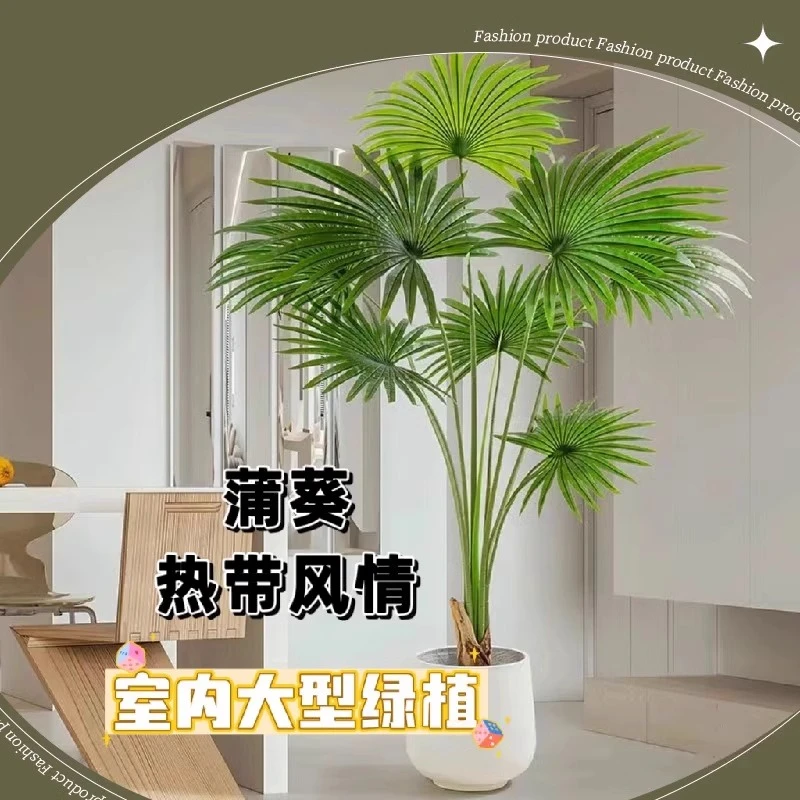 大型绿植蒲葵室内客厅热带风情盆栽净化空气美观庭院绿化四季常青