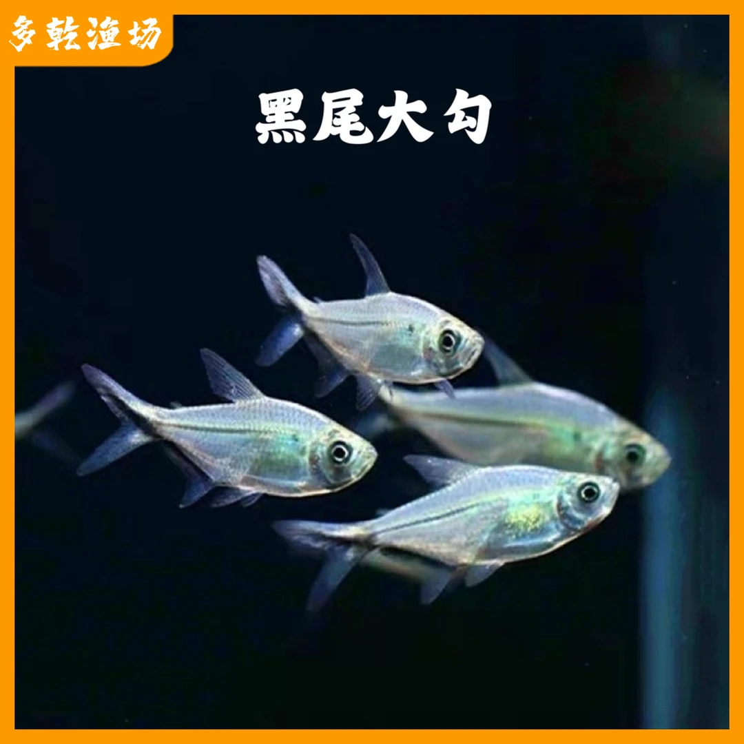 黑尾大勾群游鱼小型鱼活体鱼包活黑尾灯鱼淡水鱼灯科鱼混养饲养