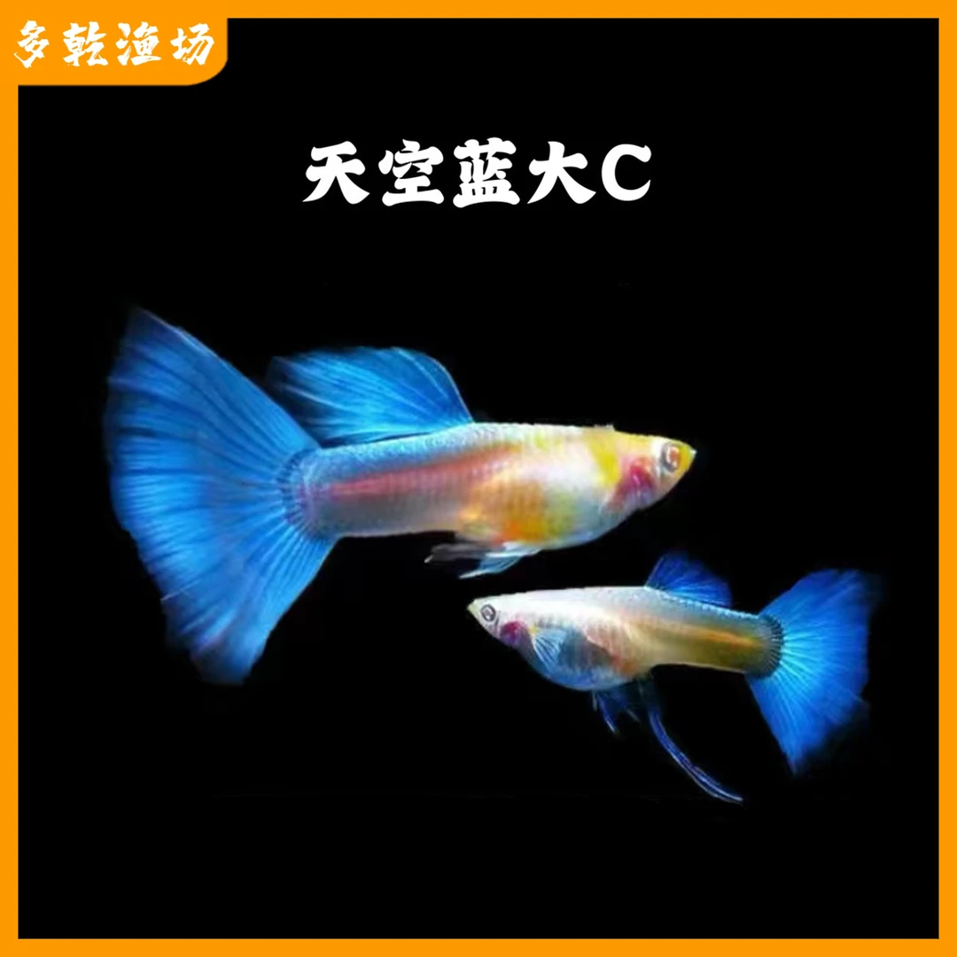 天空蓝大C孔雀鱼高端蓝白天空蓝胎生鱼顺丰快递包邮包损高端