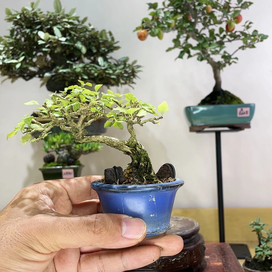 木本豆盆香枫盆景