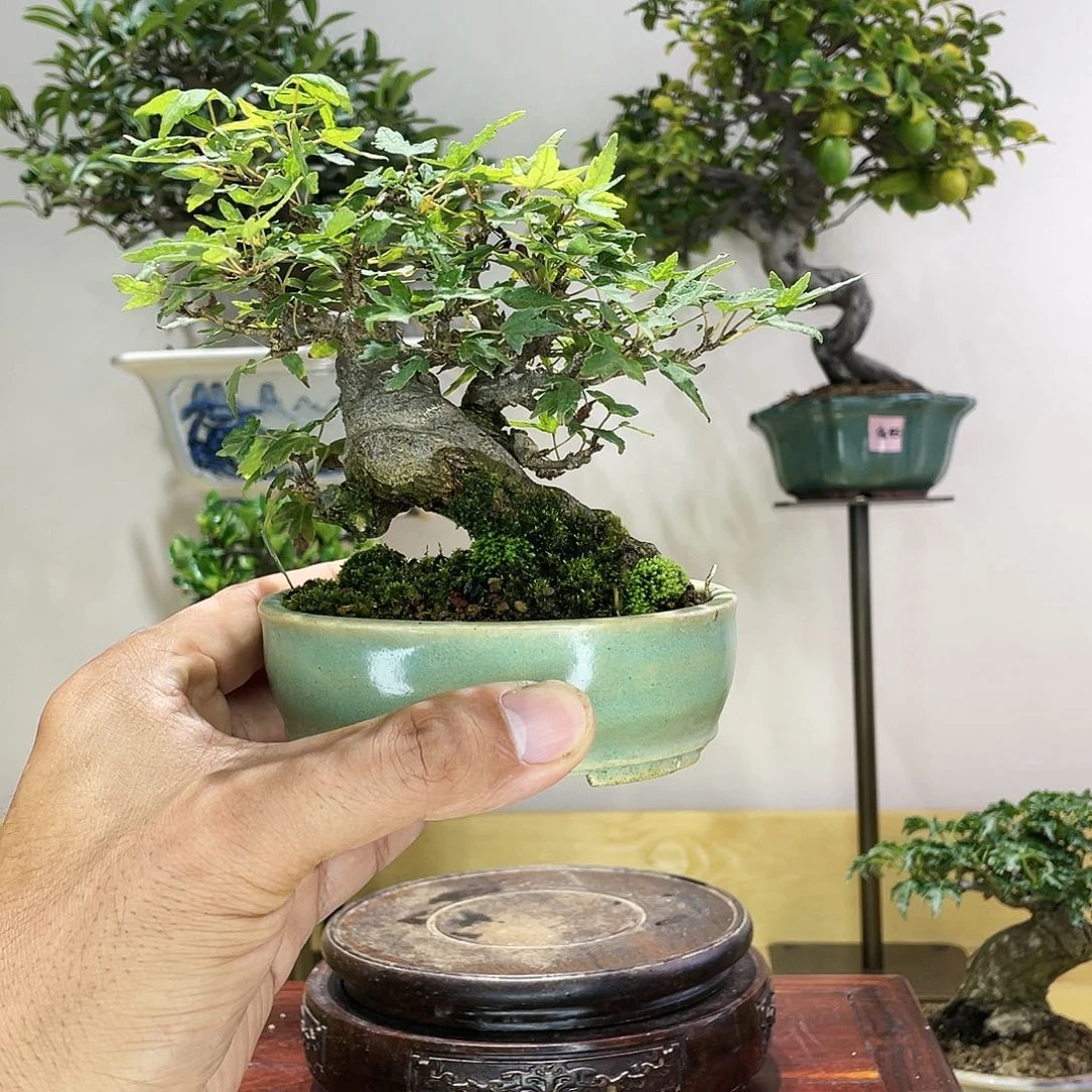 釉盆关野正唐枫盆景