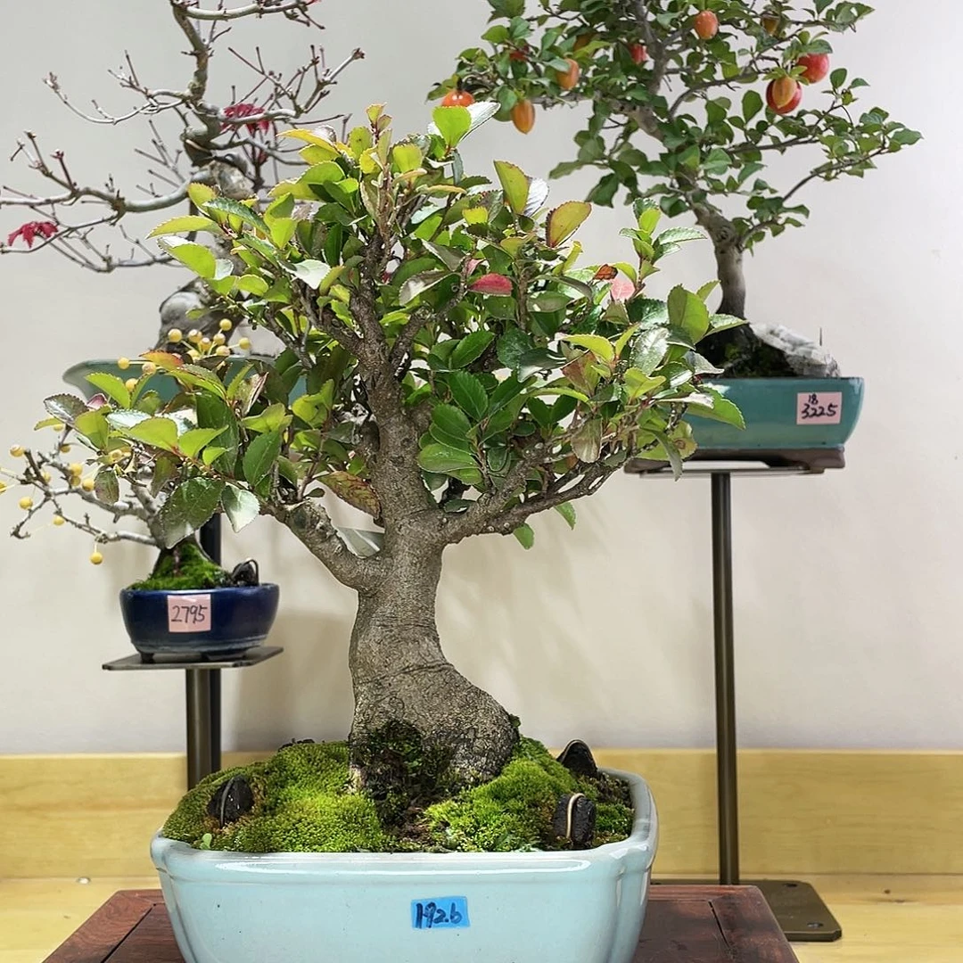 木本柃木盆景盆栽