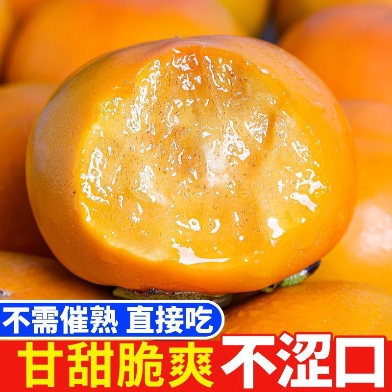 脆甜柿子树盆栽地栽树南北方种植一物一拍