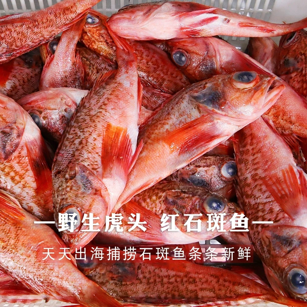 石九公红头鱼红石斑煲汤海鱼新鲜冷冻发货