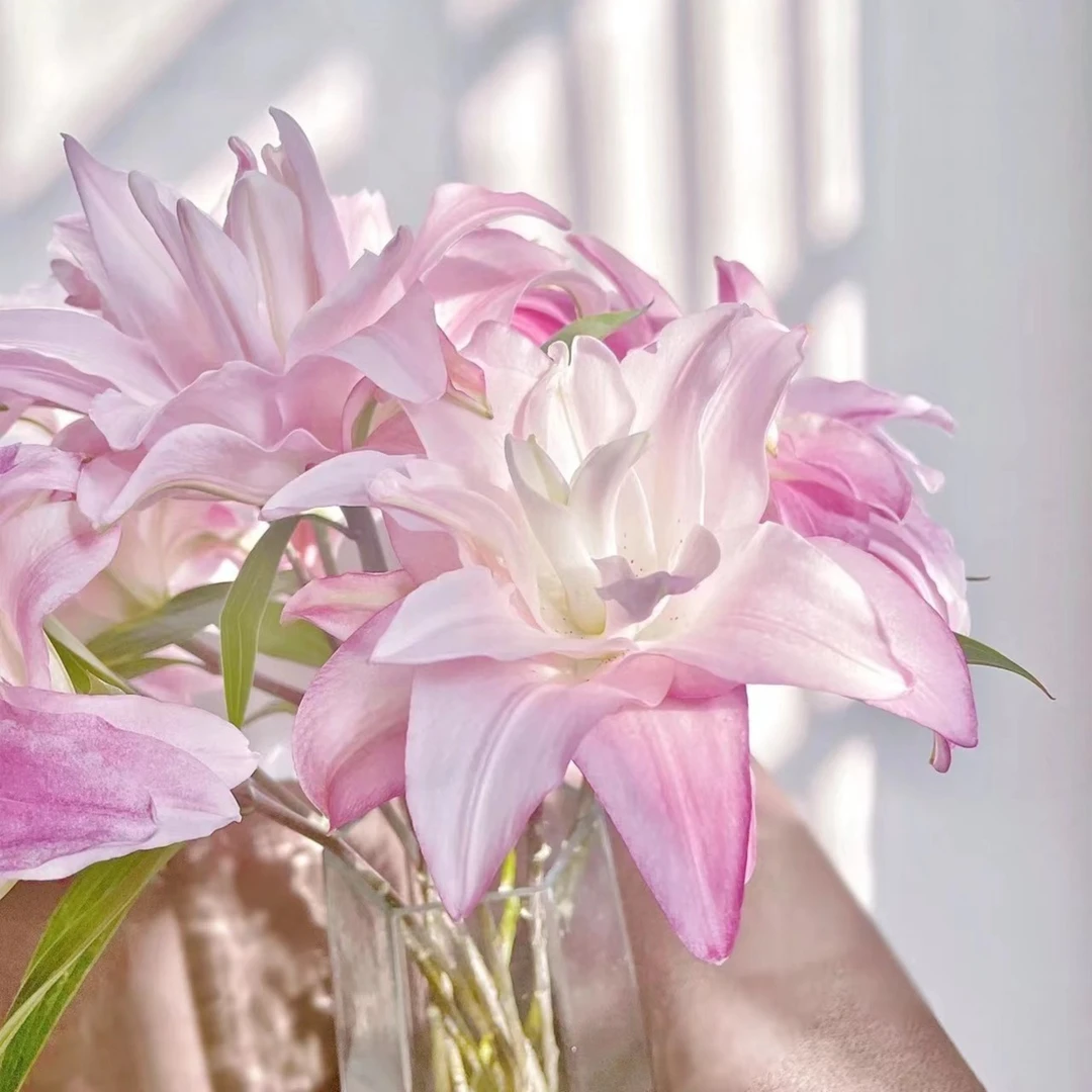 多头莲花皇后 -重瓣百合