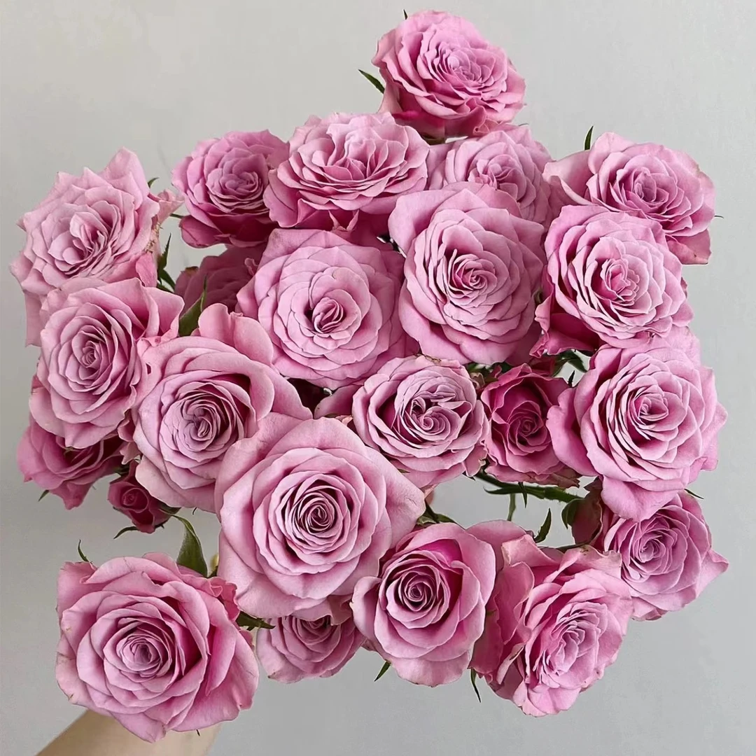 莱拉——多头玫瑰，记得带包装醒花哦！