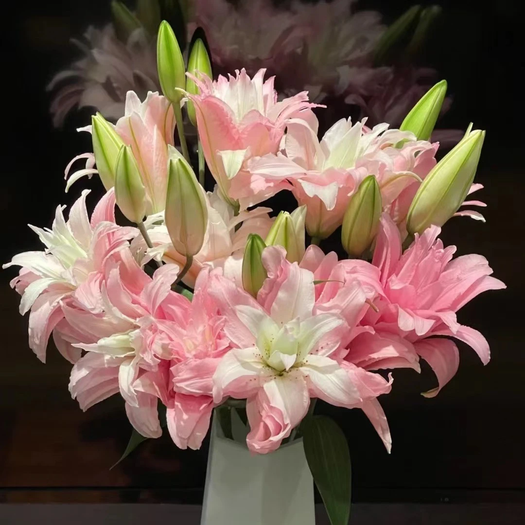 多头黛安娜 --重瓣百合