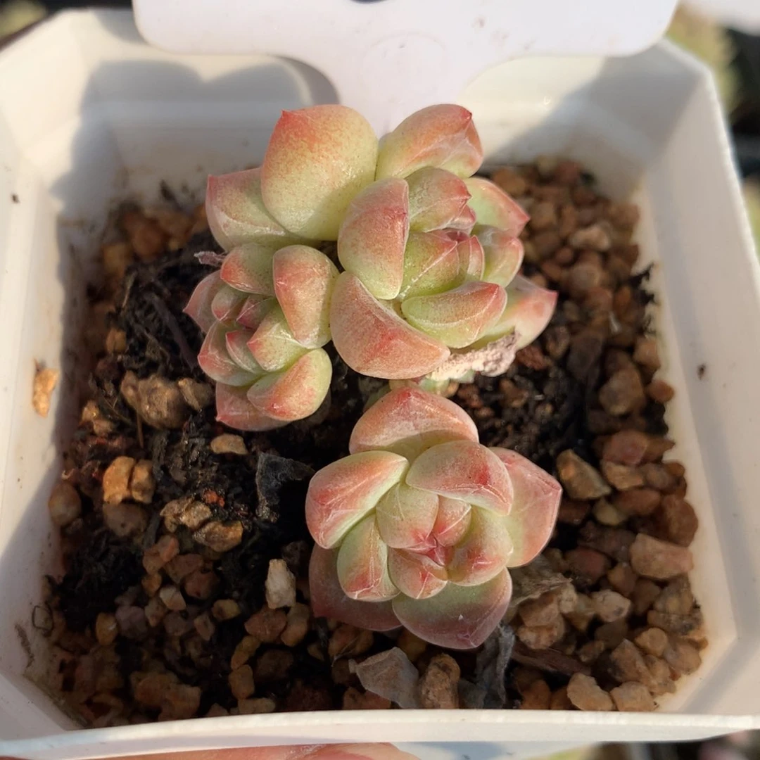 6多肉植物一物一拍
