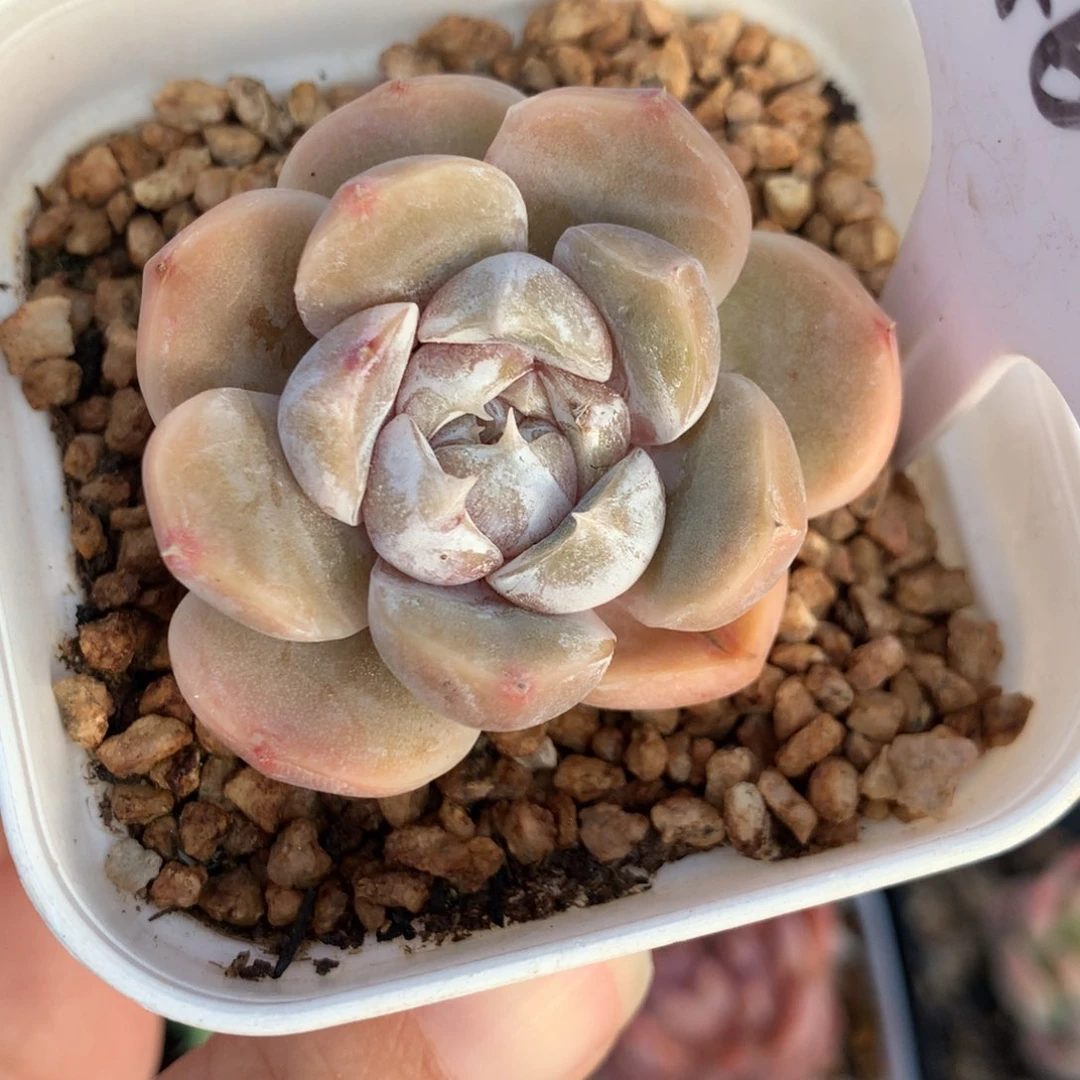 46多肉植物一物一拍