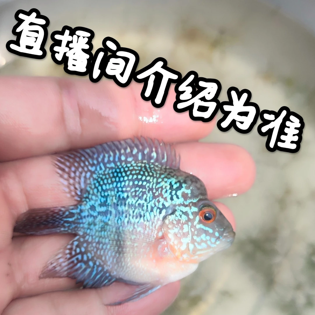 淡水罗汉鱼活体热带观赏鱼包邮包损！饲养活体饲养活体