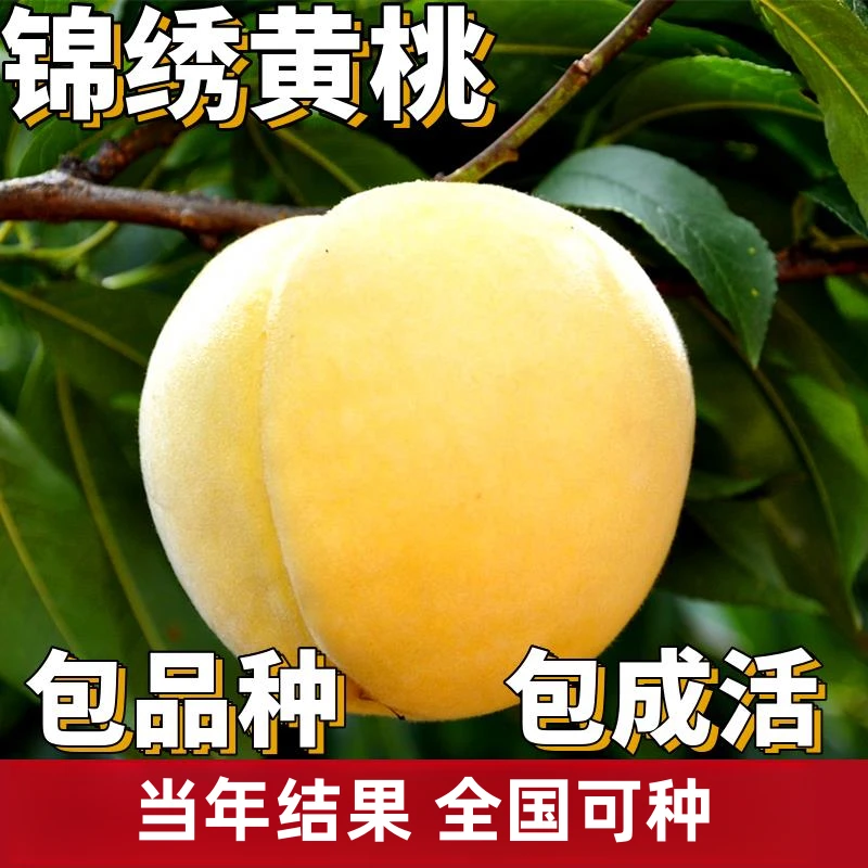 锦绣黄桃树苗南北方庭院地栽晚熟桃树果苗盆栽嫁接果树苗当年结果