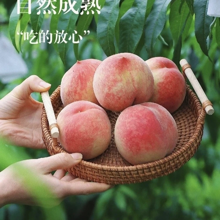 【端午福利买3斤送2斤】湖北枣阳红桃2号香甜新鲜孕妇水果当季桃子