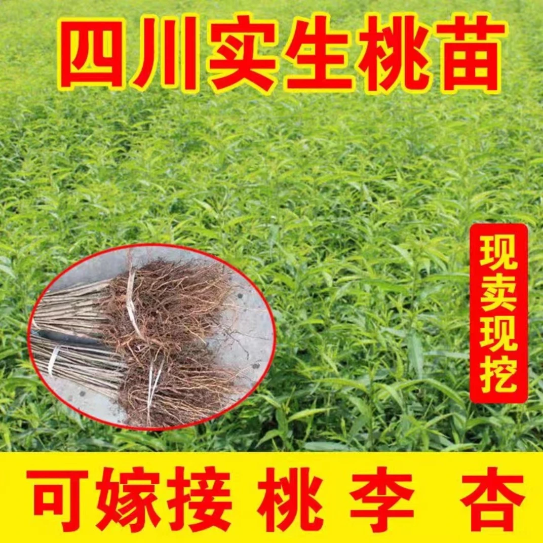 四川实生桃苗毛桃树树苗山桃苗占地桃苗毛桃苗桃树砧木苗当年嫁接