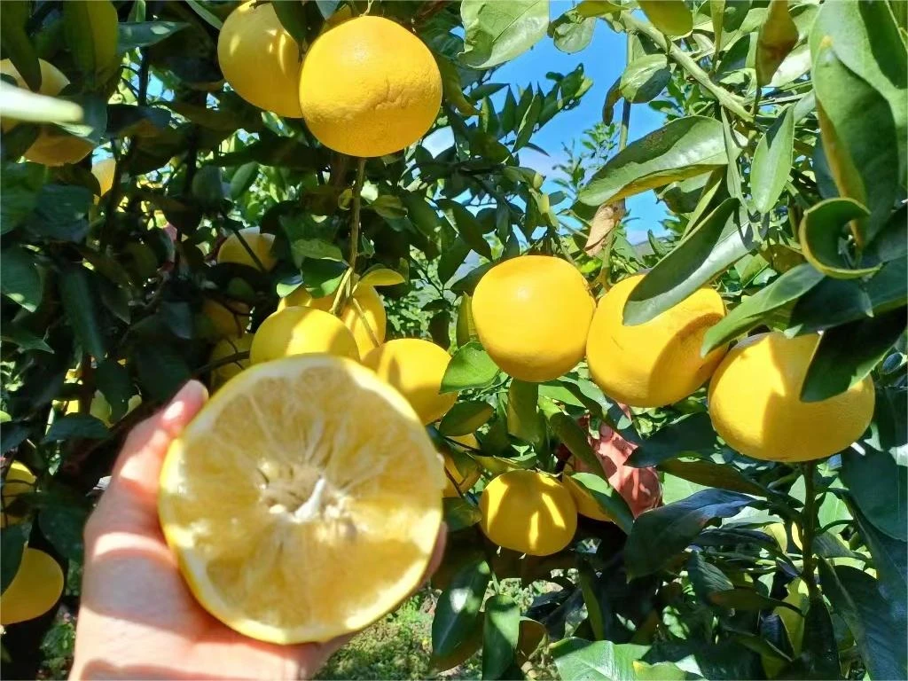 庭院盆栽盆景一物一拍基地批发