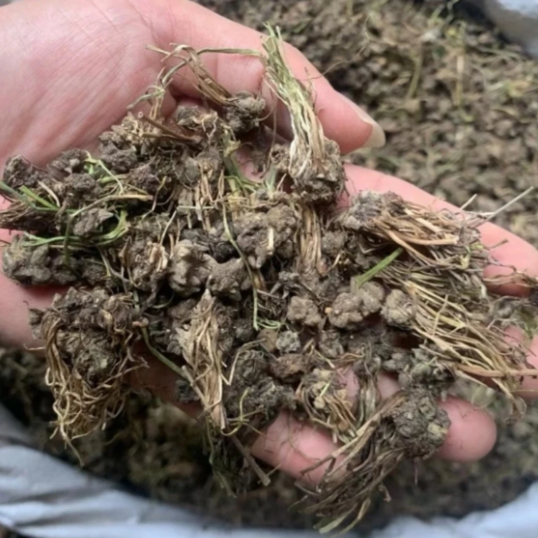 【肥妈汤料】喵喵草煲汤炖汤广东靓汤材料 100g/200g