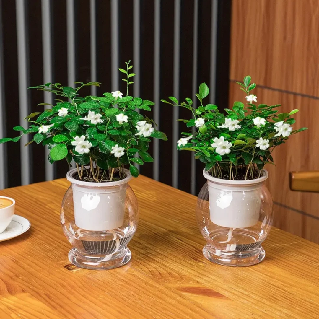 驱蚊九里香室内阳台盆栽绿植千里眼四季常青好养开花植物驱蚊盆栽