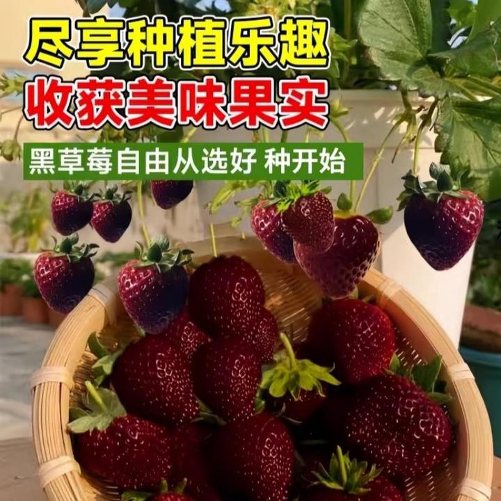 四季草莓种子奶油黑珍珠大果阳台盆栽耐寒新手易种活白草莓种籽苗